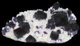 Dark Purple Cubic Fluorite on Quartz - Exceptional! #39003-3